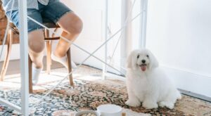 Gluten-Free Diet for Dogs: Yay or Nay? – News Anyway