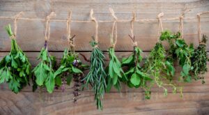 Oregano Vs. Tarragon: Can You Substitute One For The Other? – Tasting Table