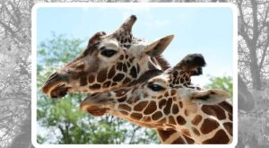 The Denver Zoo Mourns the Loss of Kipele the Giraffe