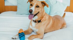 The 15 best dog-friendly hotels in the US you need to know about – The Points Guy