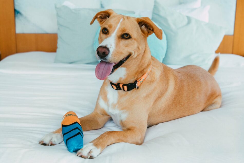 The 15 best dog-friendly hotels in the US you need to know about – The Points Guy
