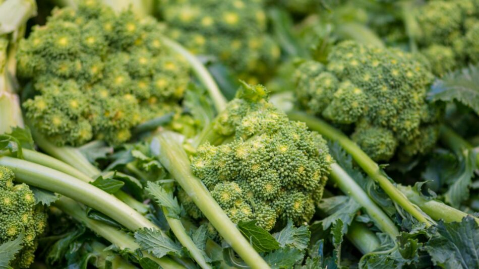 Broccoli Rabe vs. Broccolini: Which Vegetable is Right for You