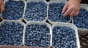 How To Store Fresh Blueberries To Keep Them for Longer