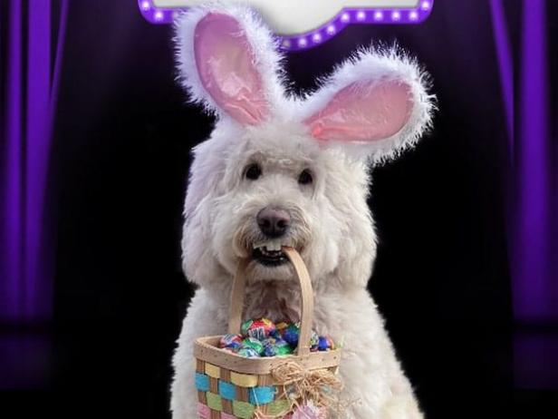 Cadbury Wants Your Rescue Pet to Try Out for Its Annual Bunny Contest