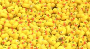Kickoff for annual Duck Race set for Wednesday night