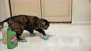 Hilarious Kitchen Disasters with Jeff Mauro | Can YOUR cat do this? Get ready to giggle.

Watch more hilarious episodes of Kitchen Fails with Jeff Mauro here: http://www.foodtv.com/4fzk3. | By Food Network | Facebook