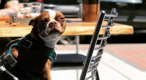 10 CT Dog-Friendly Restaurants Where Your Pooch Is Welcome in 2023