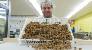 Italy bans insect flour from its pasta despite the eco buzz