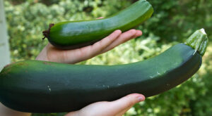 10 Delicious Ways To Use Zucchinis From Your Garden