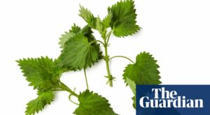 How to make the perfect nettle soup – recipe | Felicity Cloake