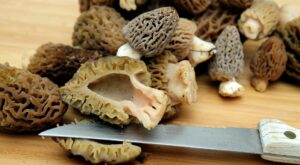 The Best Morel Mushroom Recipes – Outdoor Life