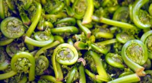 Fiddlehead food safety: How much boiling is enough? – Kennebec Journal and Morning Sentinel