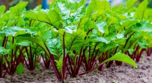 Beet Greens: What They Taste Like & How To Cook Them – Tasting Table