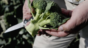 How and When to Harvest Broccoli at Its Peak