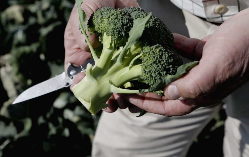 How and When to Harvest Broccoli at Its Peak