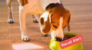 Freshpet Inc. Recalls Dog Food Products Sold at Walmart and Target Due to Possible Salmonella Contamination