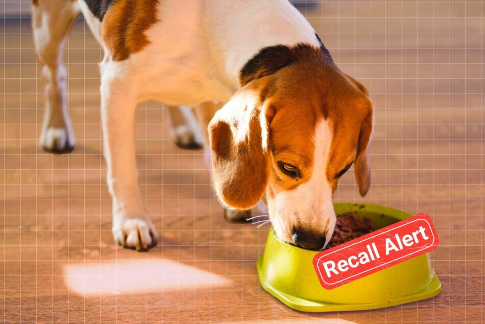 Freshpet Inc. Recalls Dog Food Products Sold at Walmart and Target Due to Possible Salmonella Contamination