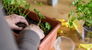 How to Plant and Grow Parsley