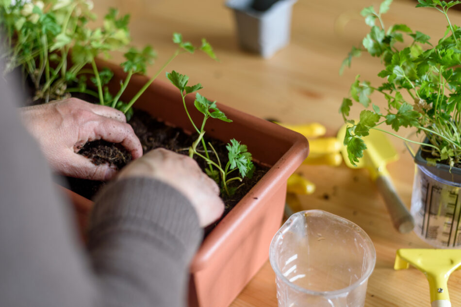 How to Plant and Grow Parsley