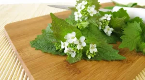 Do You Know How To Cook With Garlic Mustard?