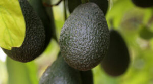 The 2023 California Avocado Season Is Officially Here – Perishable News