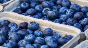 Have a berry good time at the Mount Dora Blueberry Festival