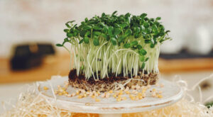 Soybean sprouts: how to cook them?