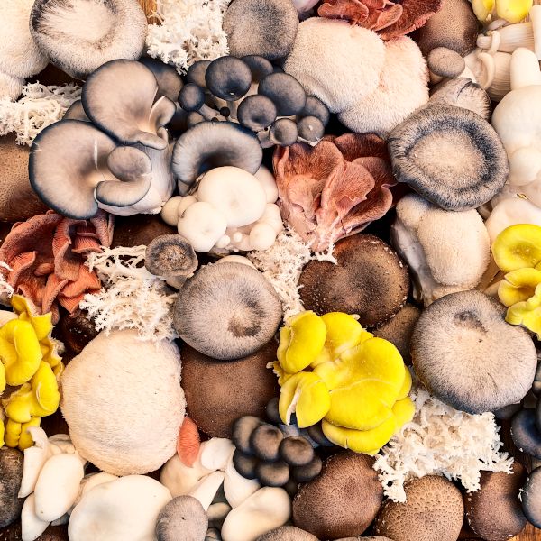 Types of Mushrooms (and How to Use Them)