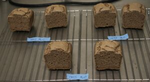 To Enhance Gluten-Free Bread, Researchers Turn to Sorghum – Seed World