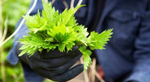 Nettles Are One of the Best Spring Farmers Market Finds. Here’s How to Cook With Them