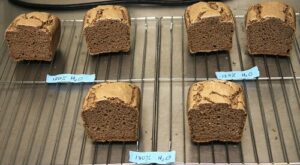 Sorghum bran rises as an ingredient for enhancing gluten-free bread