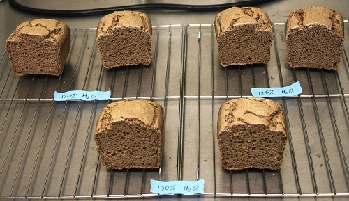 Sorghum bran rises as ingredient for enhancing gluten-free bread