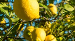 People ‘feel physically sick’ as most lemons are ‘coated in wee’