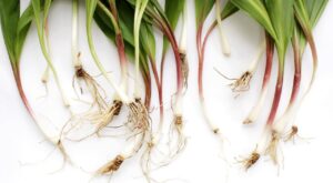 What Are Ramps and Why Is Everyone Obsessed With Them?