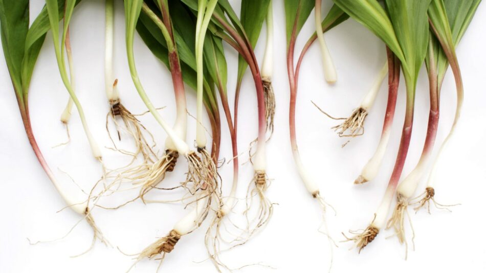 What Are Ramps and Why Is Everyone Obsessed With Them?