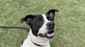 Find a spot in your heart for this sun-loving Lab mix at Houston SPCA