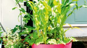 10 best vegetables to grow in pots – easy crops that’ll flourish no matter how small your outdoor space – LivingEtc