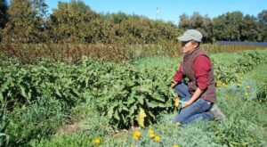 This Asian American Farmer Wants to Create a Home for Rare … – KQED