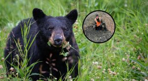 New York Officer Uses Hoodie to Rescue 2 Stranded Bear Cubs – Q105.7