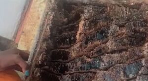 Couple discovers giant beehive under floorboards – AOL
