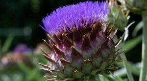 What Are Cardoons And What’s The Best Way To Cook With Them? – Flipboard