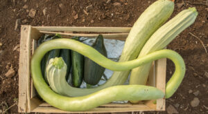The Wacky Looking Italian Summer Squash You Need To Look Out For – The Daily Meal