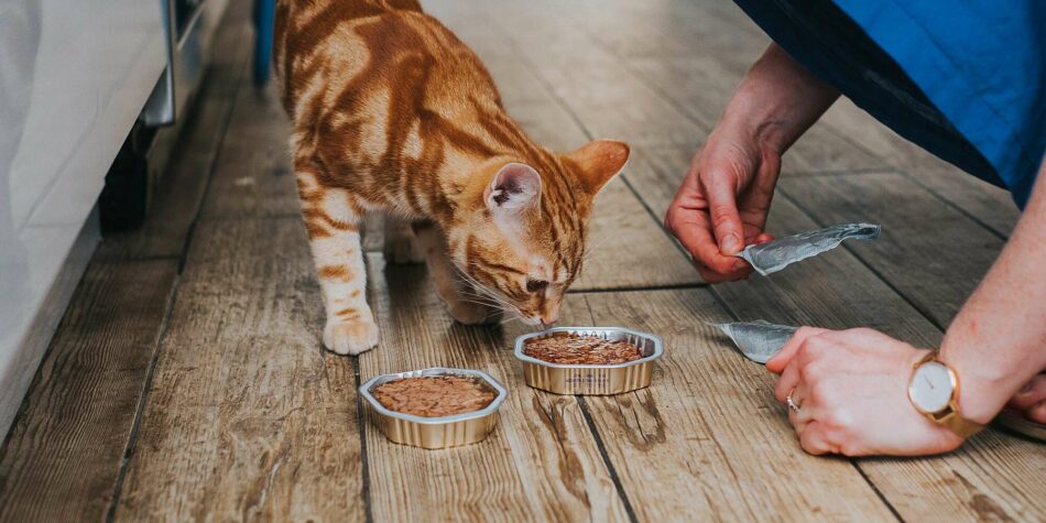 The Best Online Cat Food Delivery Services for Even the Pickiest of Felines