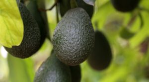 IT’S CALIFORNIA AVOCADO SEASON! HERE ARE FIVE THINGS YOU SHOULD KNOW – The Paper