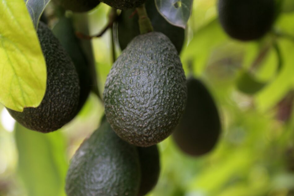 IT’S CALIFORNIA AVOCADO SEASON! HERE ARE FIVE THINGS YOU SHOULD KNOW – The Paper