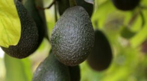 IT’S CALIFORNIA AVOCADO SEASON! HERE ARE FIVE THINGS YOU SHOULD KNOW