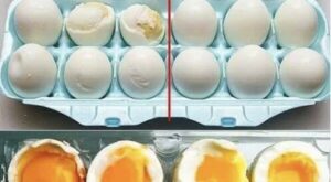 How to cook your eggs – Around The Web