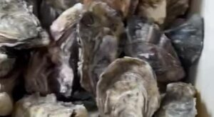 FINE DE CLAIRE OYSTERS (NO.4) 
France � | By Easy Steak House By Olivia | Facebook