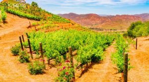 13 Best Wineries for a Day Trip – San Diego