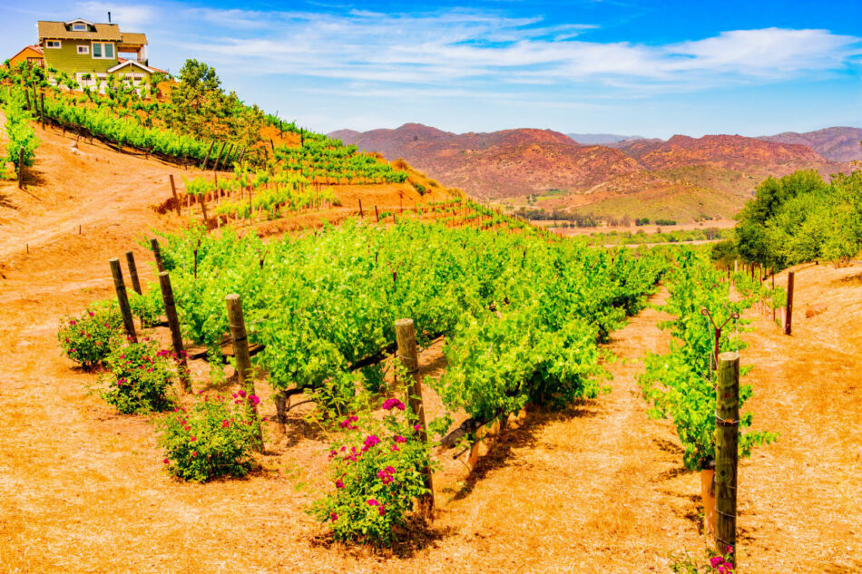 13 Best Wineries for a Day Trip – San Diego